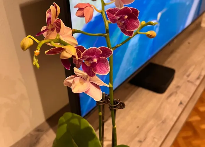 1 Bedroom Penthouse Near Airport Naia *